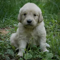 Baby Dear, a female Golden Retriever for sale in Roanoke, VA – 1 of 5