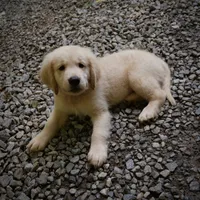 Dozer, a male Golden Retriever for sale in Roanoke, VA – 5 of 8