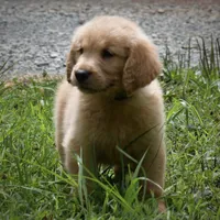 Buddy, a male Golden Retriever for sale in Roanoke, VA – 4 of 6