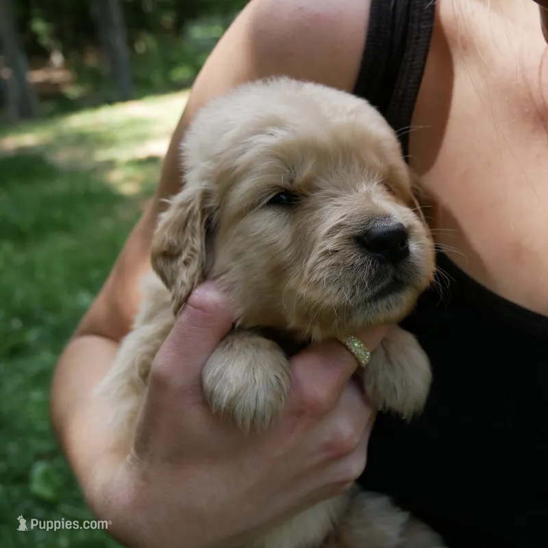 Wags – Golden Retriever puppy for sale in Roanoke, VA
