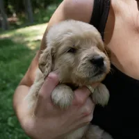 Wags, a male Golden Retriever for sale in Roanoke, VA – 2 of 6