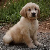 Princess, a female Golden Retriever for sale in Roanoke, VA – 3 of 6