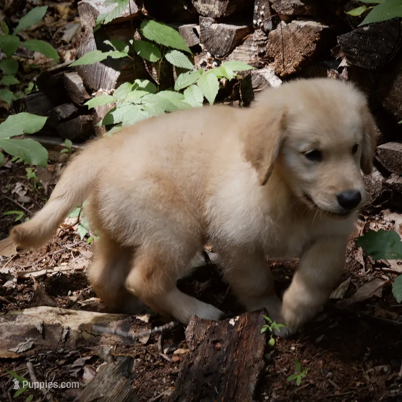 Nugget – Golden Retriever puppy for sale in Roanoke, VA