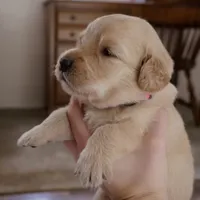 Sweetheart, a female Golden Retriever for sale in Roanoke, VA – 1 of 5