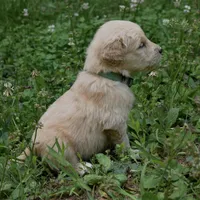Peanut, a male Golden Retriever for sale in Roanoke, VA – 7 of 9