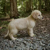 Dozer, a male Golden Retriever for sale in Roanoke, VA – 2 of 8