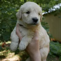 Snuggles, a male Golden Retriever for sale in Roanoke, VA – 2 of 10