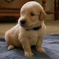 Teddy, a male Golden Retriever for sale in Roanoke, VA – 4 of 9