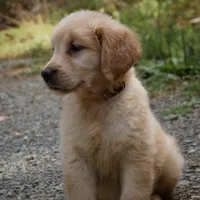 Princess, a female Golden Retriever for sale in Roanoke, VA – 4 of 6