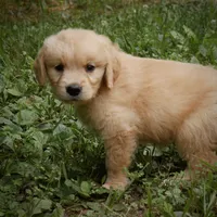 Handsome, a male Golden Retriever for sale in Roanoke, VA – 4 of 8