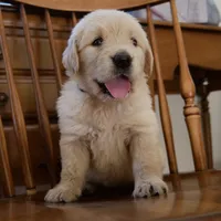 Dolly, a female Golden Retriever for sale in Roanoke, VA – 2 of 5
