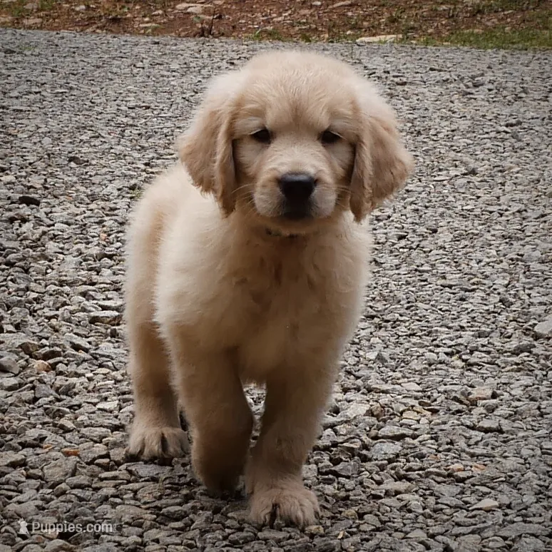 Beau – Golden Retriever puppy for sale in Roanoke, VA