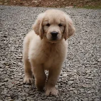 Beau, a male Golden Retriever for sale in Roanoke, VA – 1 of 7