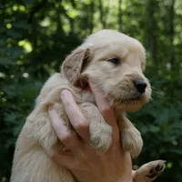 Wags, a male Golden Retriever for sale in Roanoke, VA – 4 of 6