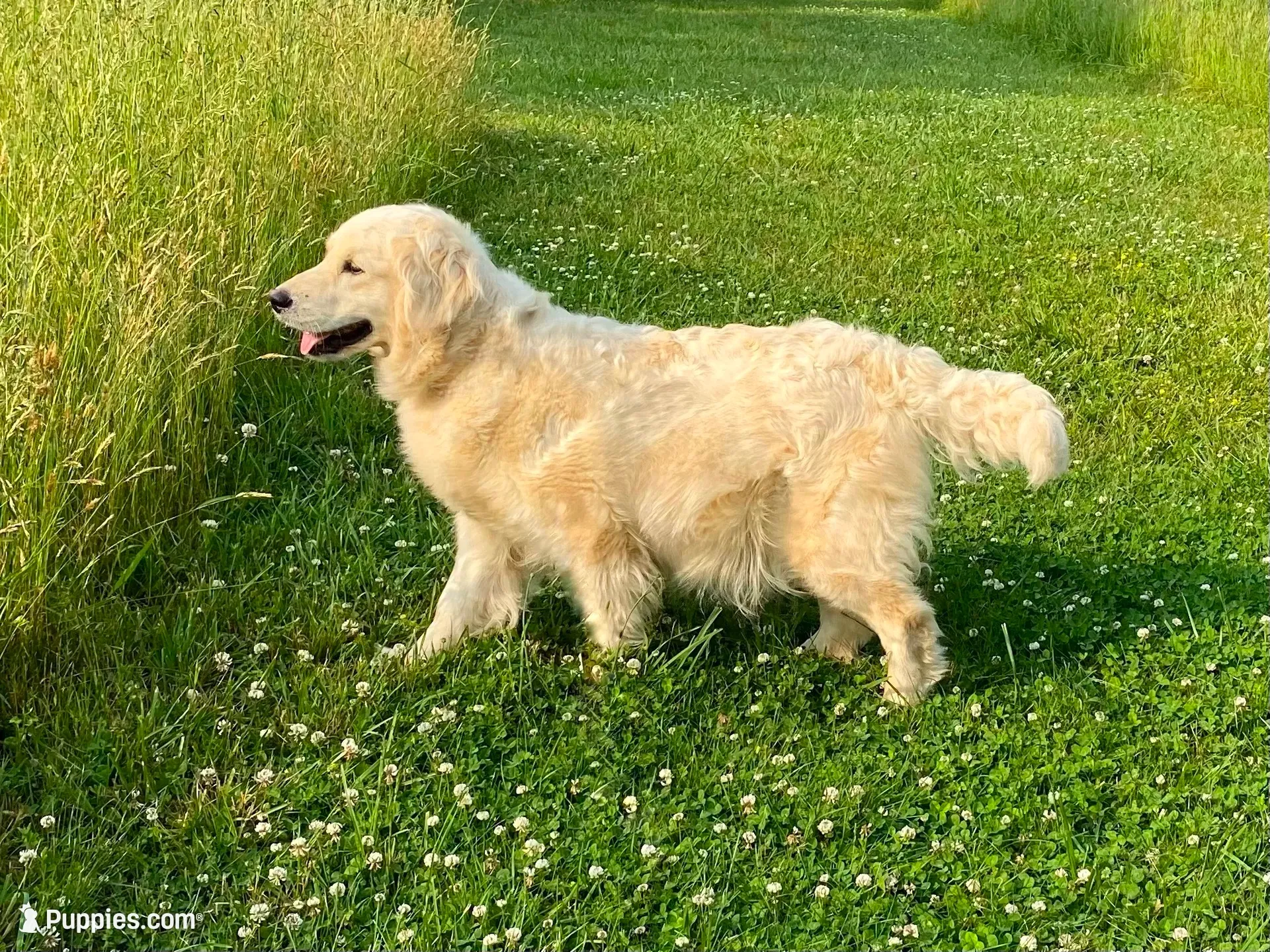 Posey, a female Golden Retriever for sale in Roanoke, VA – 6 of 7