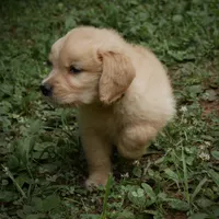 Handsome, a male Golden Retriever for sale in Roanoke, VA – 2 of 8