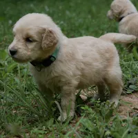 Peanut, a male Golden Retriever for sale in Roanoke, VA – 3 of 9