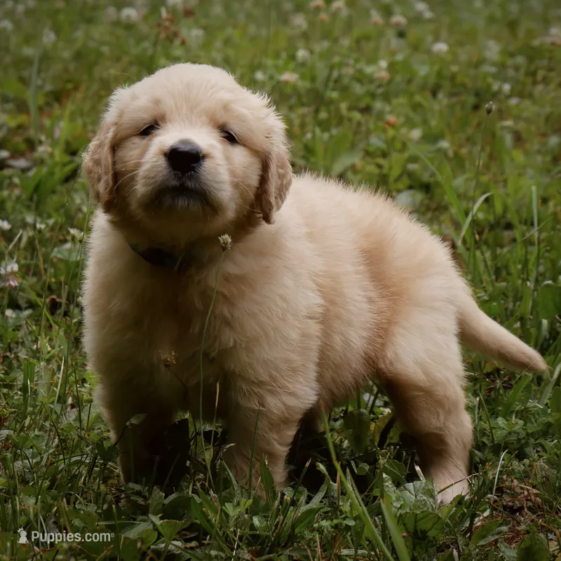 Tank – Golden Retriever puppy for sale in Roanoke, VA