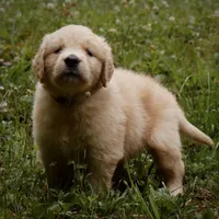 Tank, a male Golden Retriever for sale in Roanoke, VA – 1 of 10