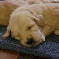 Dozer, a male Golden Retriever for sale in Roanoke, VA – 3 of 4