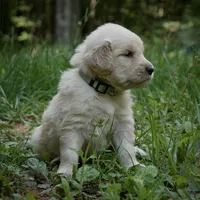 Baby Dear, a female Golden Retriever for sale in Roanoke, VA – 2 of 5