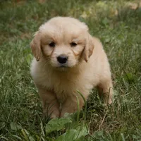 Handsome, a male Golden Retriever for sale in Roanoke, VA – 6 of 8