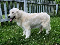 Handsome, a male Golden Retriever for sale in Roanoke, VA – 8 of 8