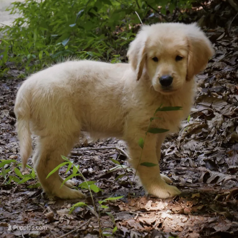 Wags – Golden Retriever puppy for sale in Roanoke, VA