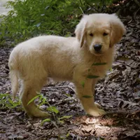 Wags, a male Golden Retriever for sale in Roanoke, VA – 2 of 8
