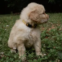 Sonny, a male Golden Retriever for sale in Roanoke, VA – 5 of 10