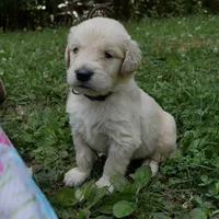 Woofy, a male Golden Retriever for sale in Roanoke, VA – 2 of 6