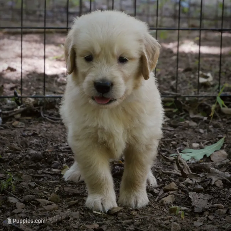 Teddy – Golden Retriever puppy for sale in Roanoke, VA