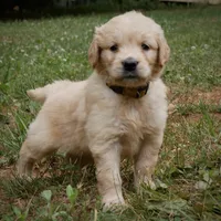 Sonny, a male Golden Retriever for sale in Roanoke, VA – 6 of 10