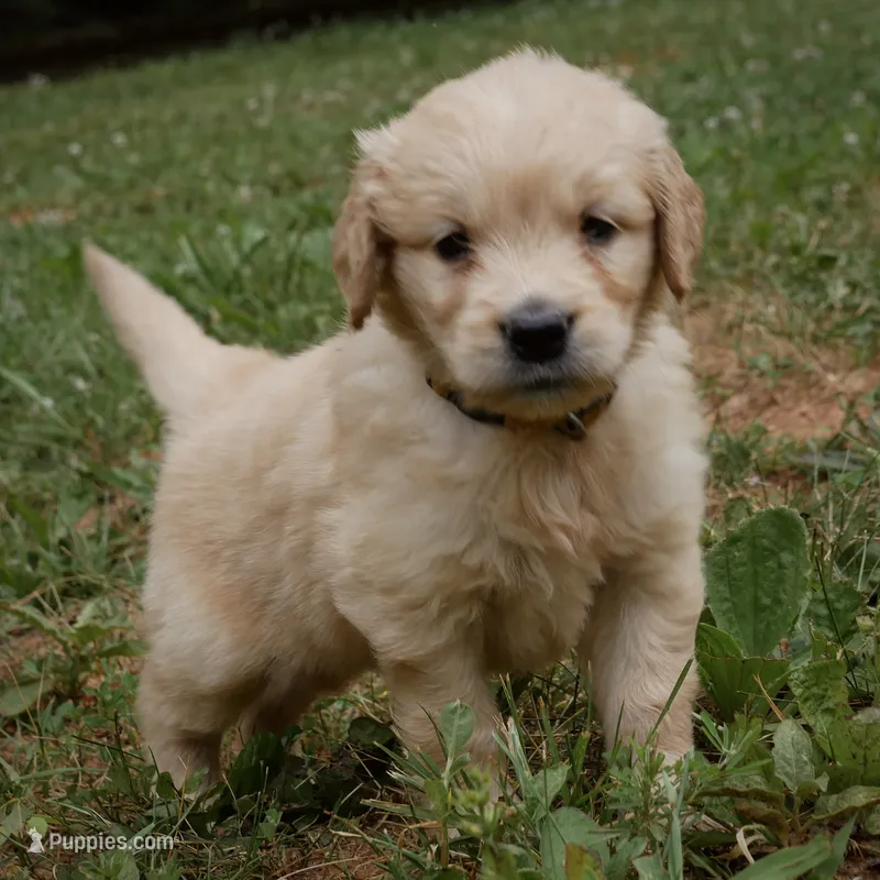 Sonny – Golden Retriever puppy for sale in Roanoke, VA