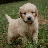 Sonny, a male Golden Retriever for sale in Roanoke, VA – 1 of 10