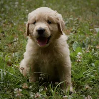 Tank, a male Golden Retriever for sale in Roanoke, VA – 3 of 10