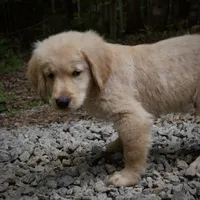 Wags, a male Golden Retriever for sale in Roanoke, VA – 5 of 8