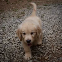 Beau, a male Golden Retriever for sale in Roanoke, VA – 7 of 7