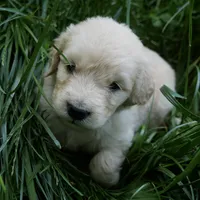 Snuggles, a male Golden Retriever for sale in Roanoke, VA – 7 of 10