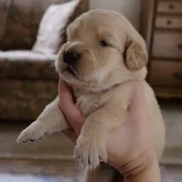 Sweetheart, a female Golden Retriever for sale in Roanoke, VA – 2 of 5