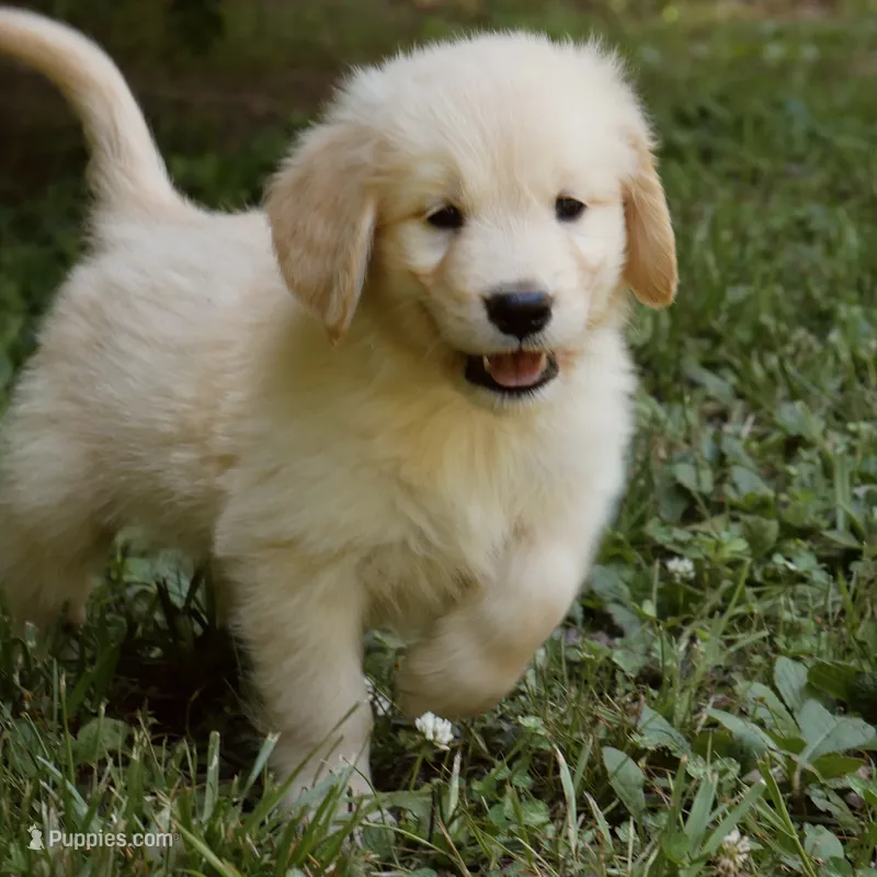 Snuggles – Golden Retriever puppy for sale in Roanoke, VA