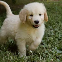 Snuggles, a male Golden Retriever for sale in Roanoke, VA – 1 of 9