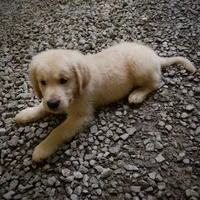 Dozer, a male Golden Retriever for sale in Roanoke, VA – 6 of 8