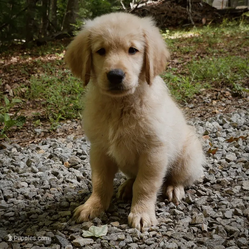 Wags – Golden Retriever puppy for sale in Roanoke, VA