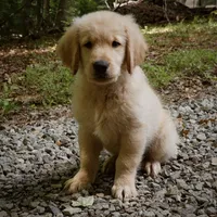 Wags, a male Golden Retriever for sale in Roanoke, VA – 3 of 8