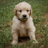 Sonny, a male Golden Retriever for sale in Roanoke, VA – 2 of 10