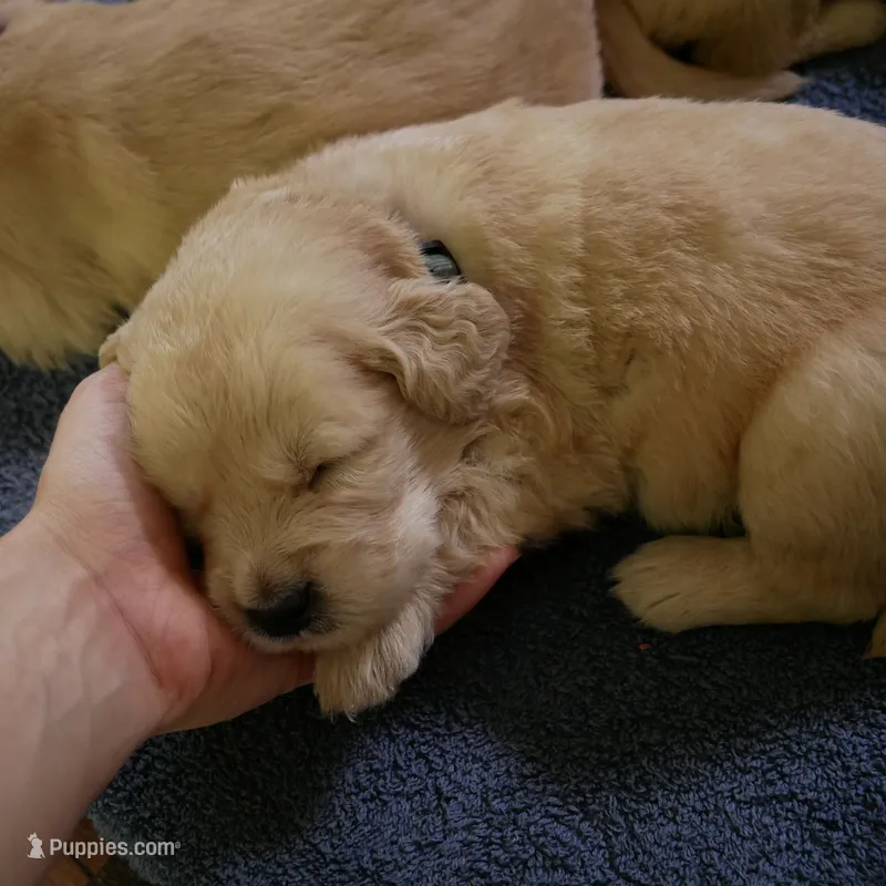 Dozer – Golden Retriever puppy for sale in Roanoke, VA