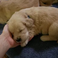 Dozer, a male Golden Retriever for sale in Roanoke, VA – 1 of 4