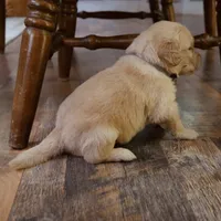 Teddy, a male Golden Retriever for sale in Roanoke, VA – 3 of 9