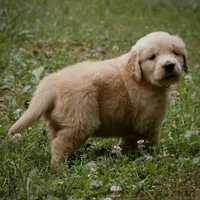 Tank, a male Golden Retriever for sale in Roanoke, VA – 5 of 10